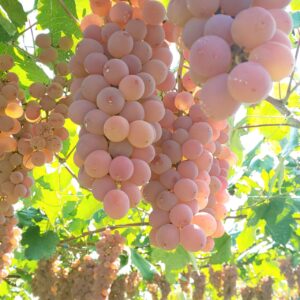 ワイン用甲州葡萄の収穫始まる！