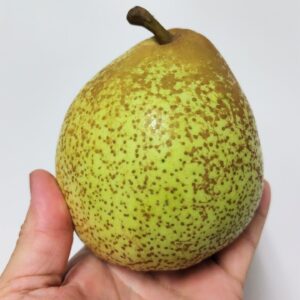 洋梨のコンポート