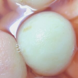山梨県産季節の果実とトマトを加工！